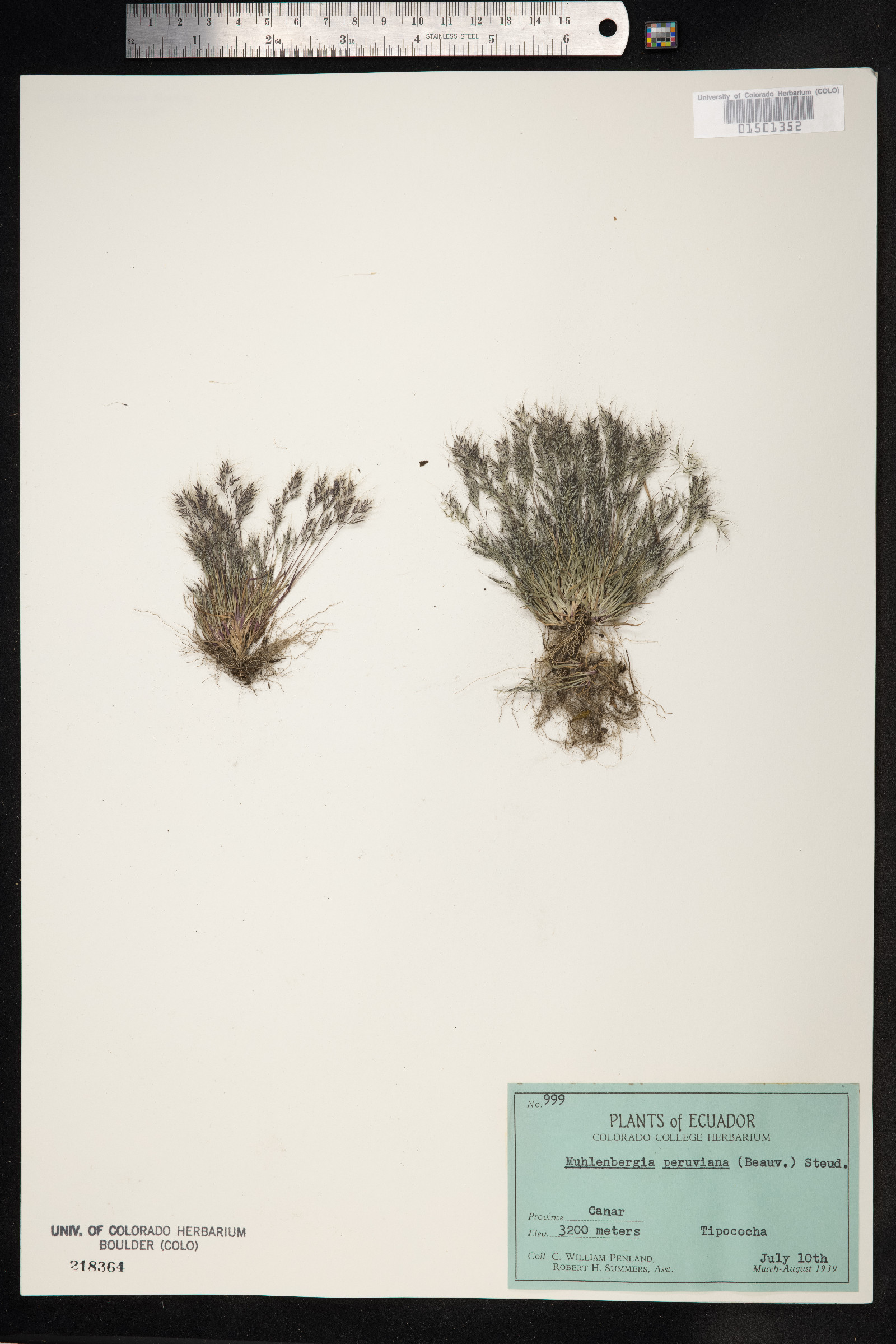 Muhlenbergia peruviana image