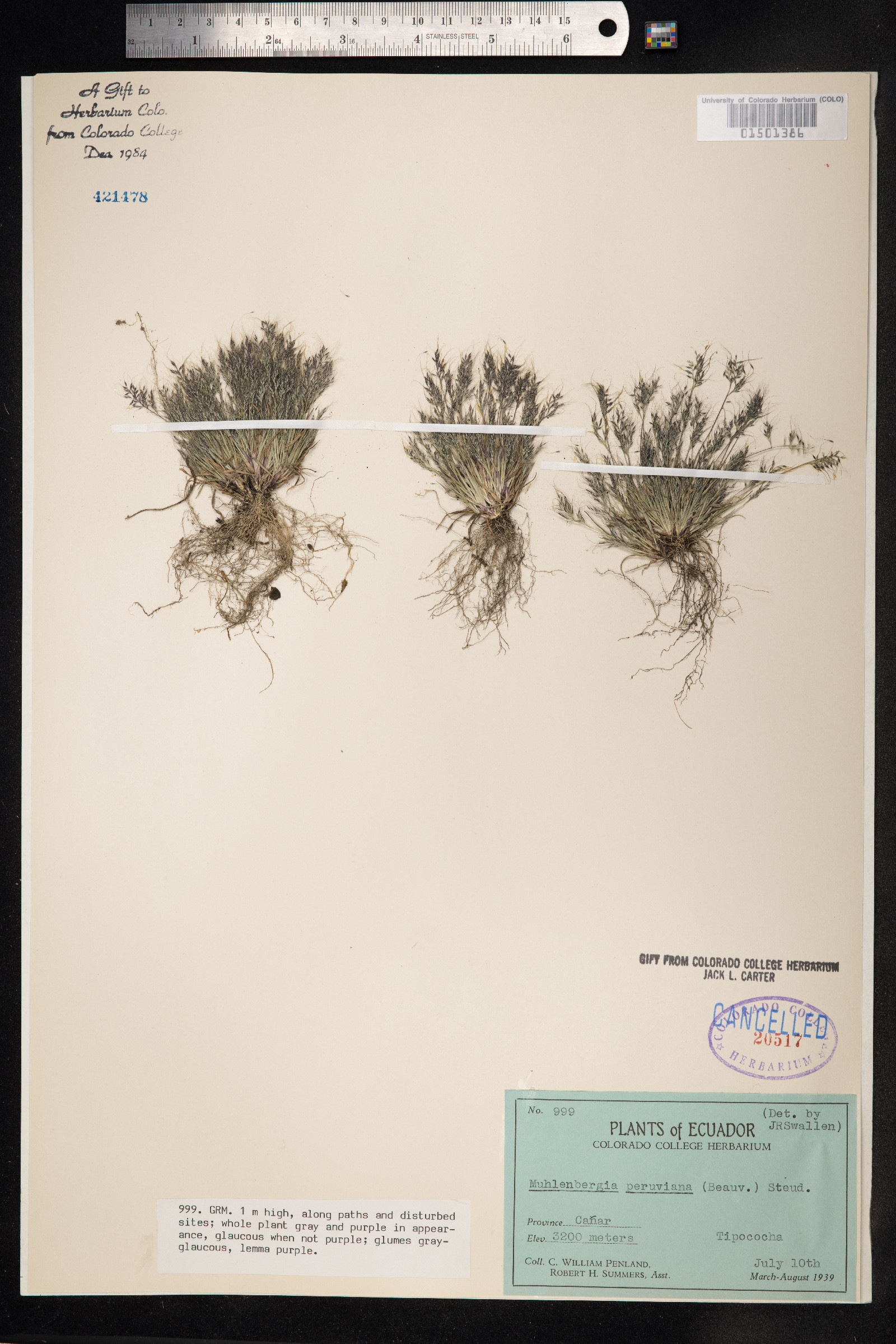 Muhlenbergia peruviana image