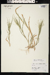 Panicum capillare image