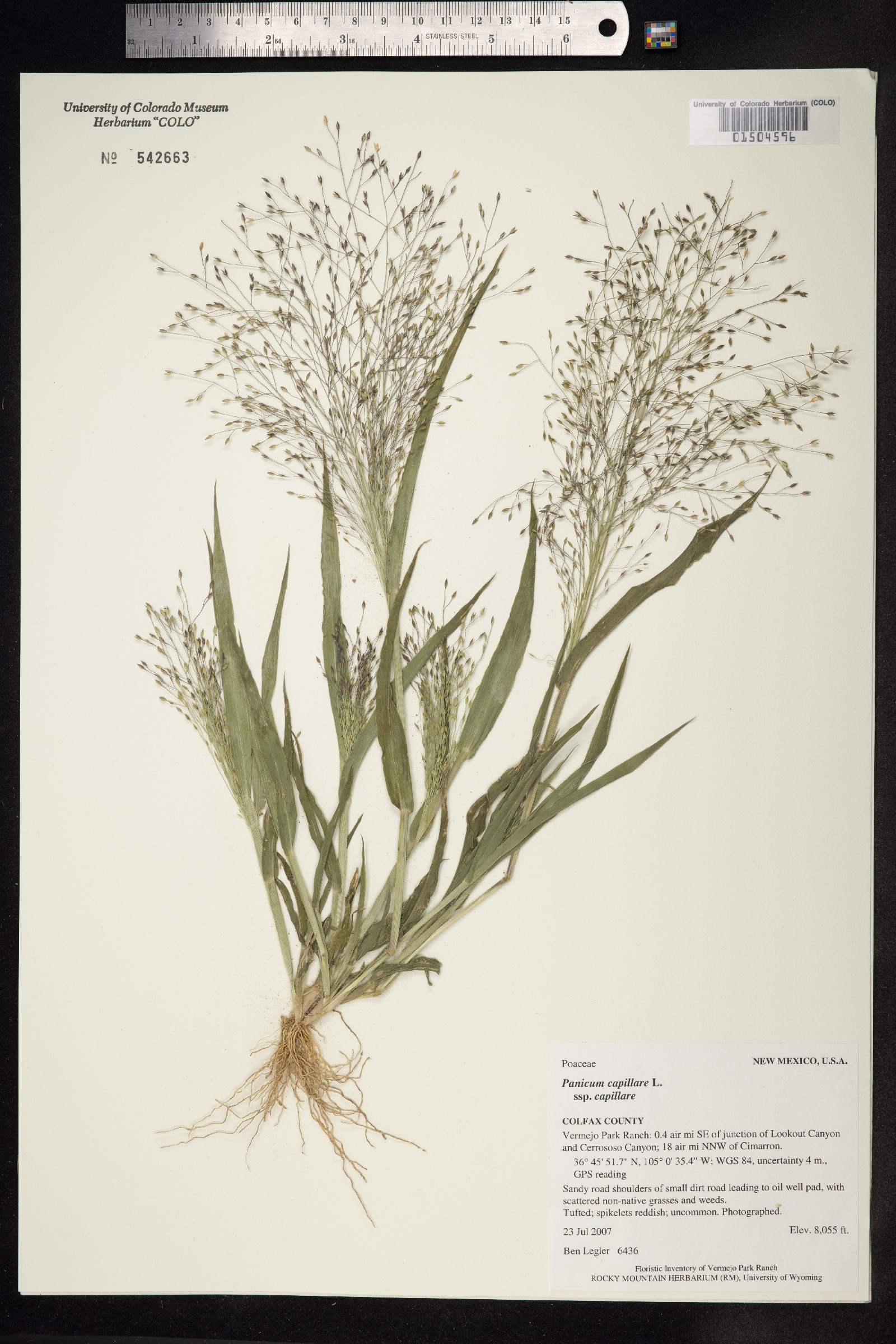 Panicum capillare image