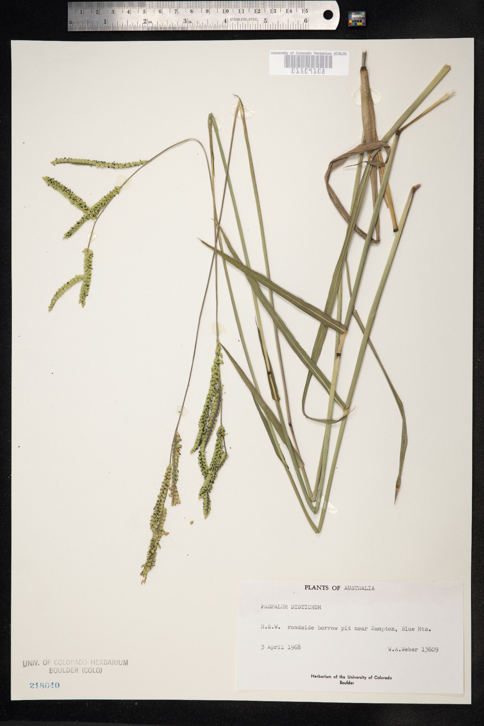 Paspalum distichum image