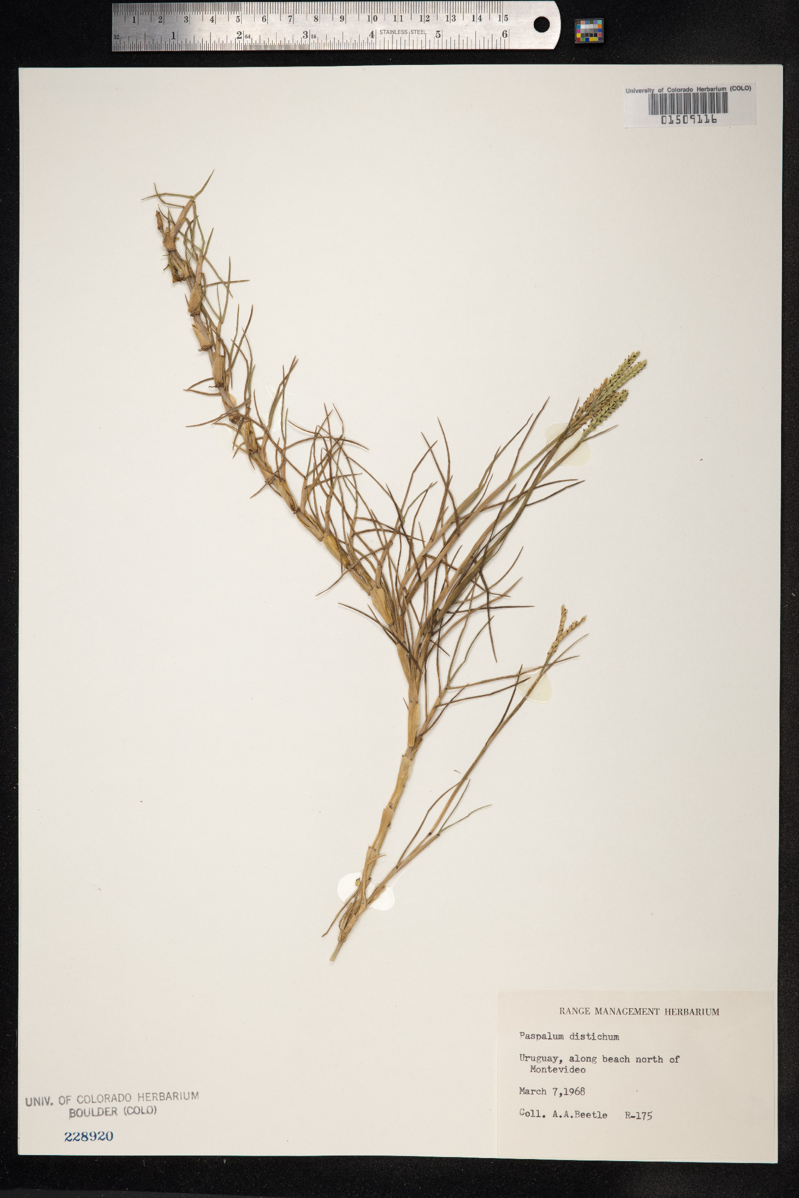 Paspalum distichum image