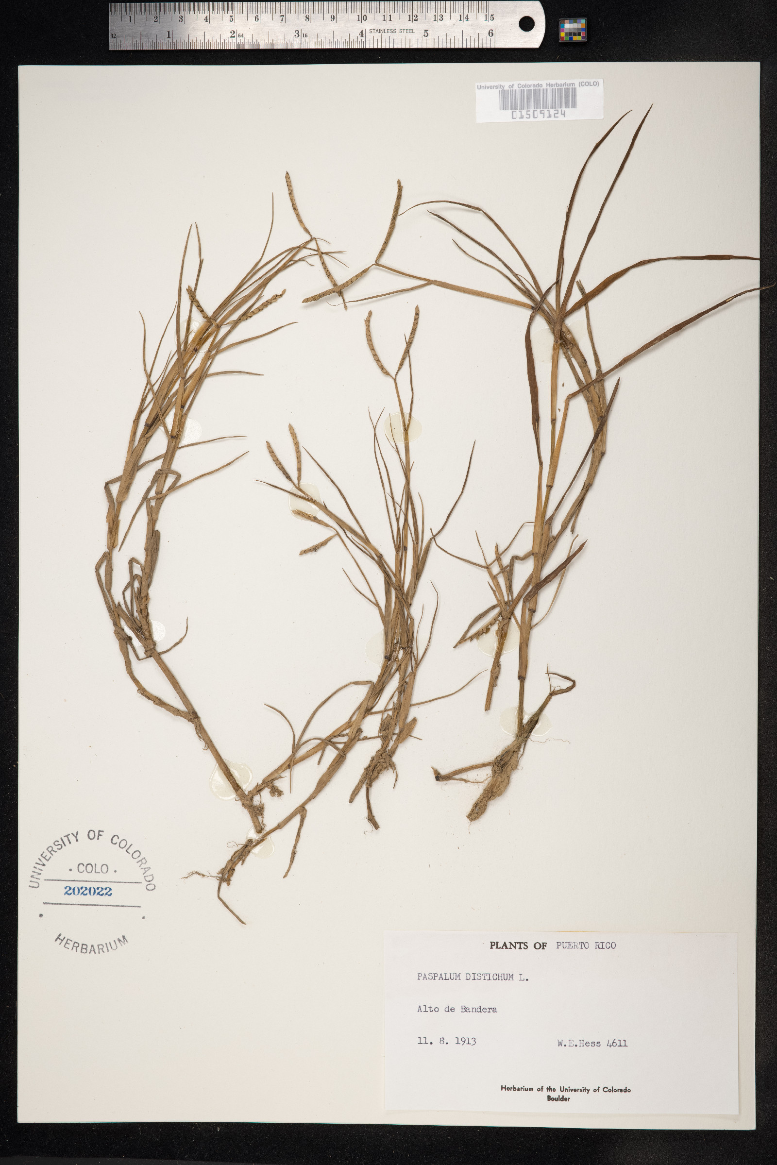 Paspalum distichum image