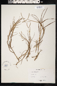 Paspalum distichum image