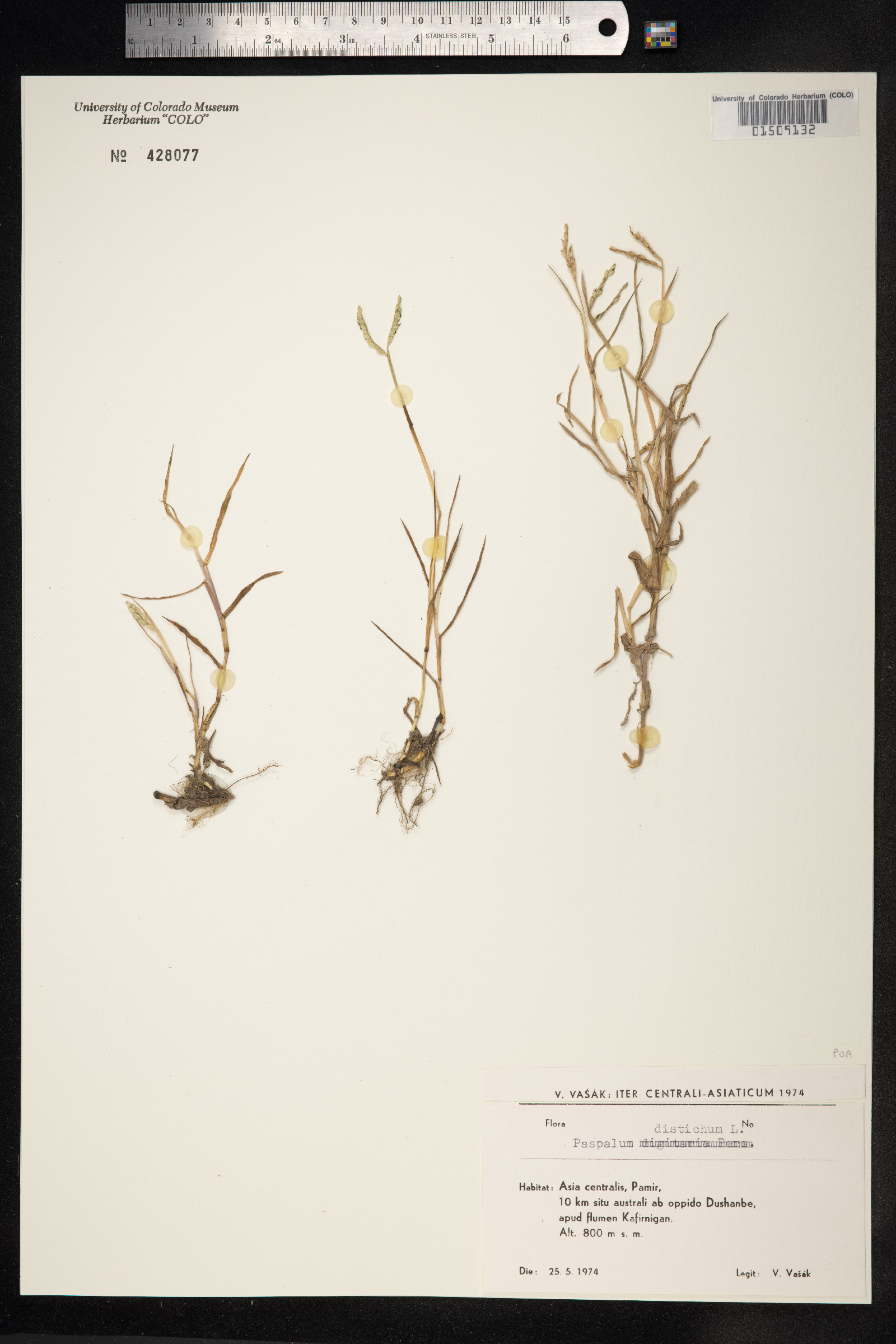 Paspalum distichum image