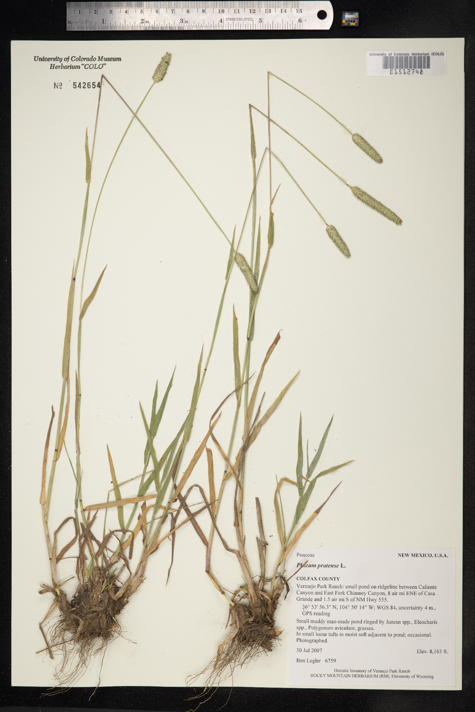 Phleum pratense image