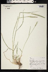 Phleum pratense image