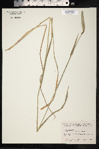 Phleum pratense image