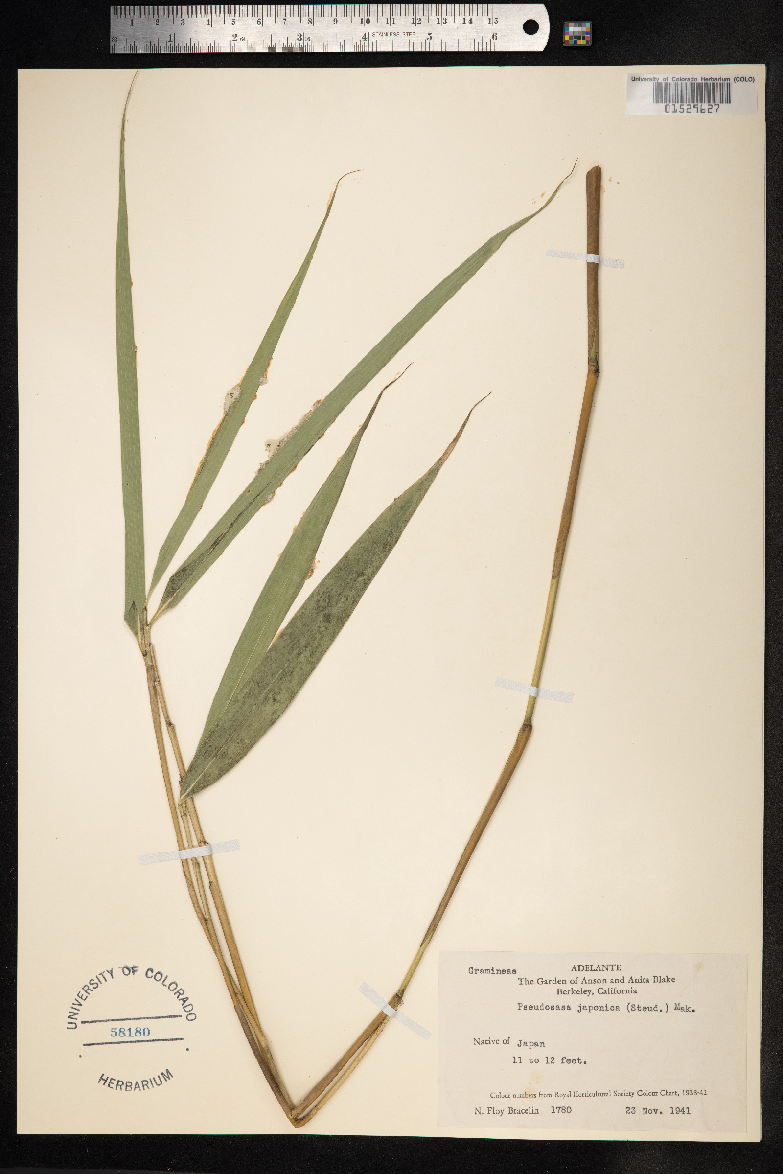 Pseudosasa image