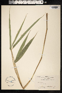 Image of Pseudosasa japonica