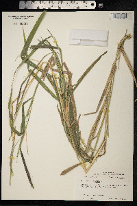 Image of Rottboellia cochinchinensis