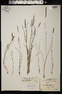 Sacciolepis indica image