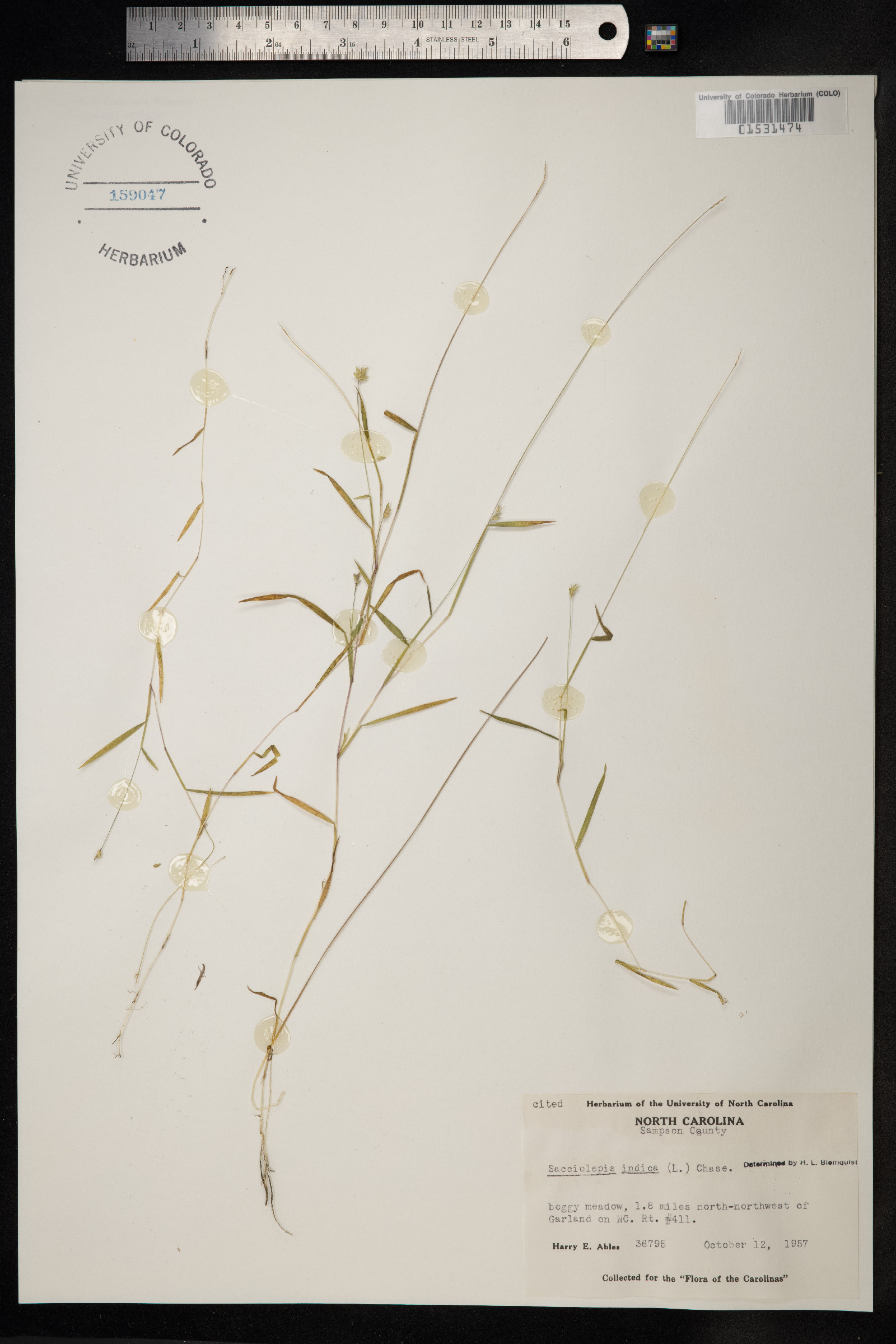 Sacciolepis indica image