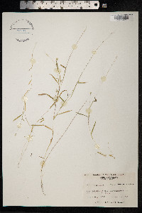 Sacciolepis indica image