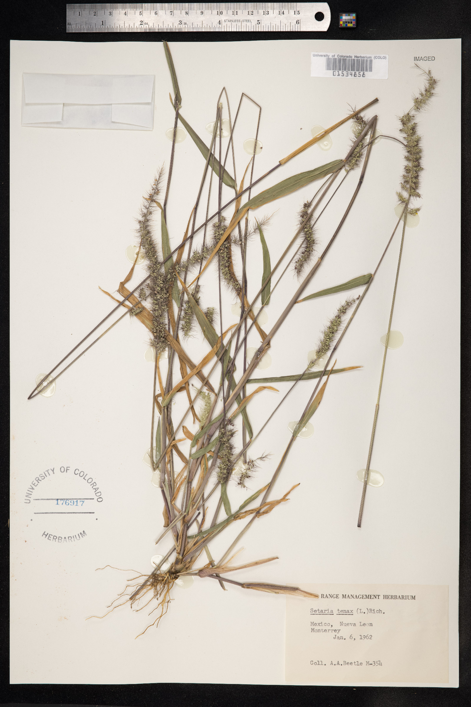 Setaria tenax image