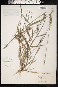 Setaria tenax image