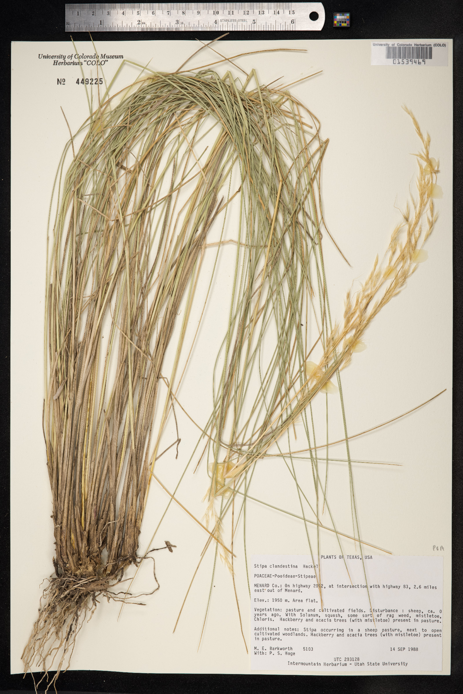 Amelichloa clandestina image