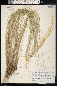 Amelichloa clandestina image