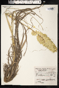 Image of Uniola pittieri