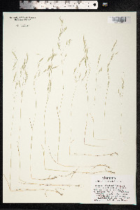 Ventenata dubia image