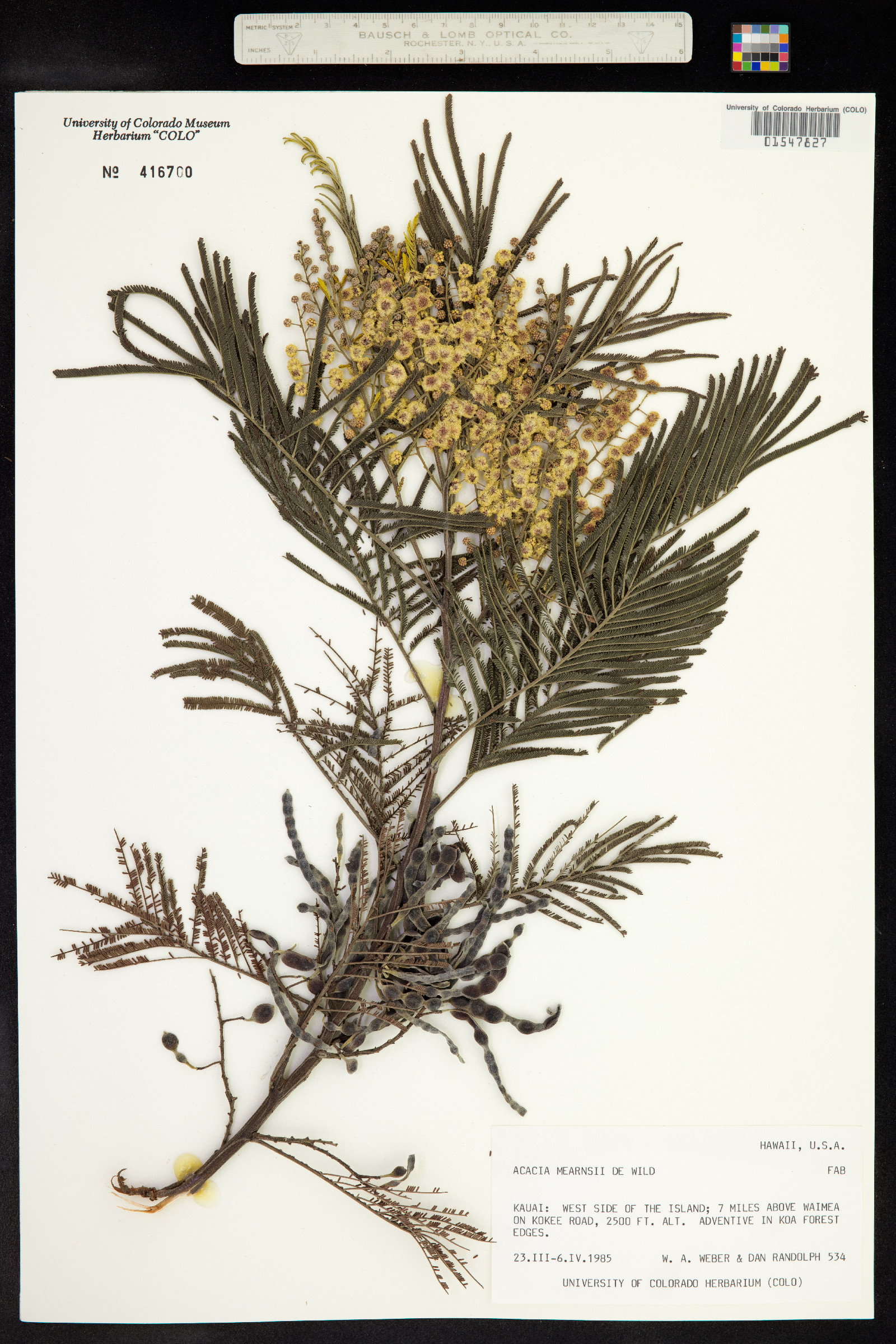 Acacia mearnsii image