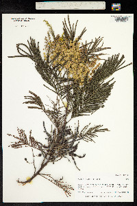 Image of Acacia mearnsii