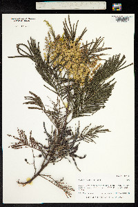 Acacia mearnsii image