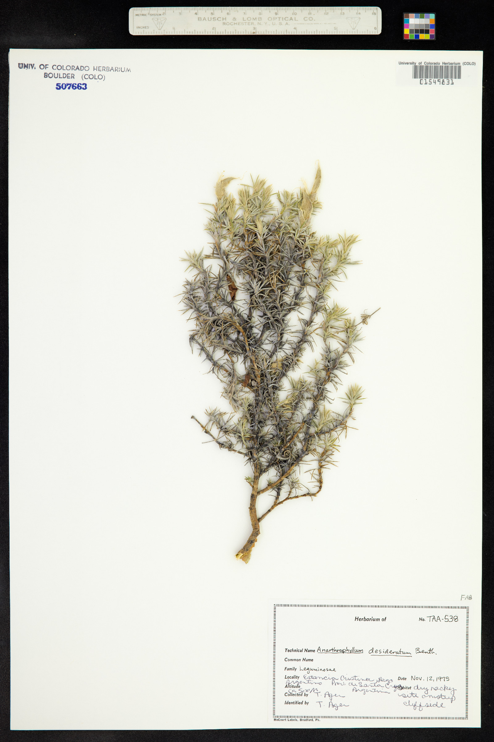 Anarthrophyllum desideratum image