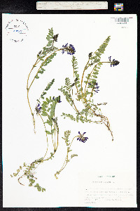 Astragalus alpinus image