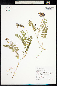 Astragalus alpinus image