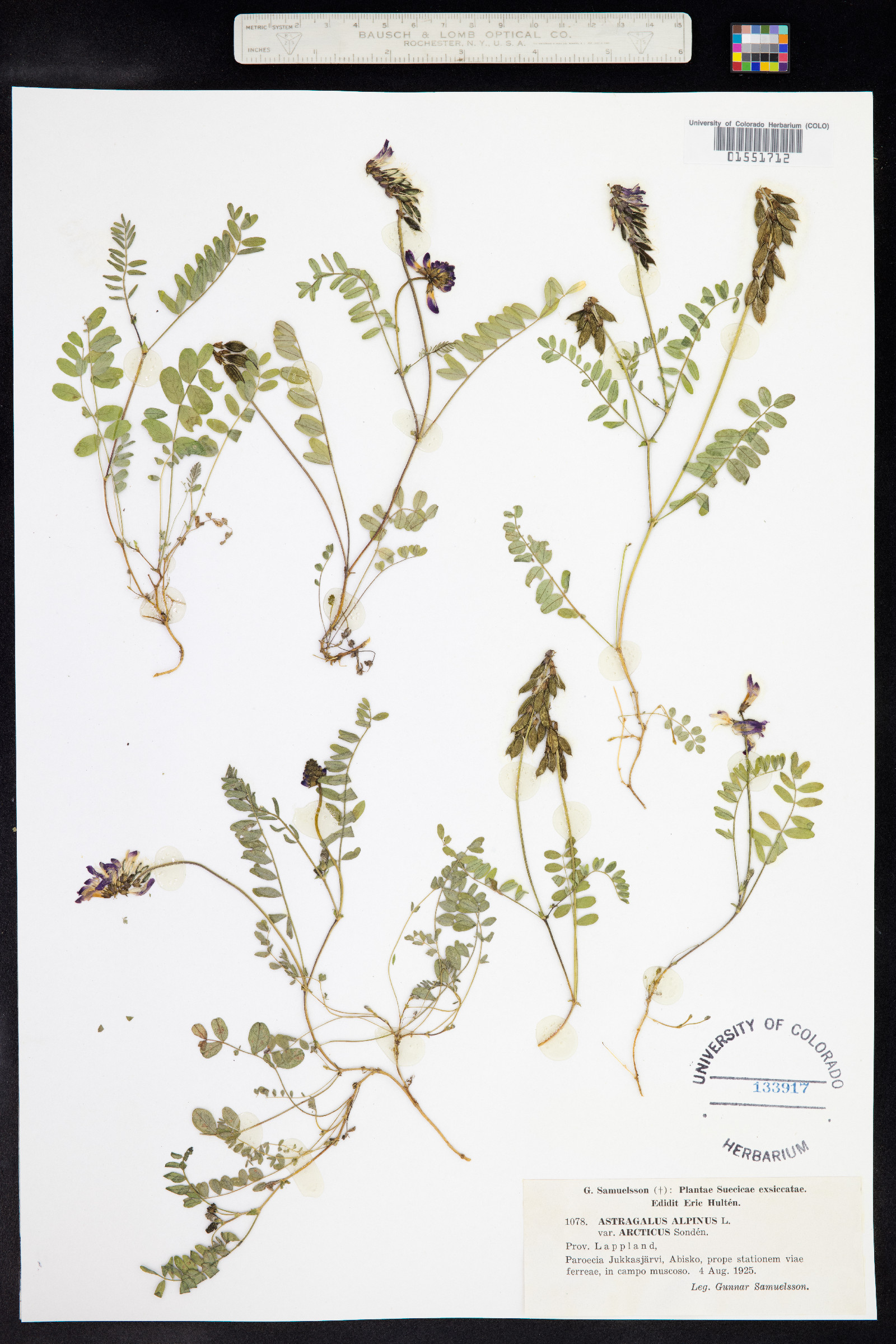 Astragalus alpinus image