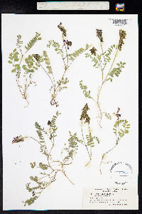 Astragalus alpinus image