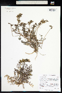 Astragalus alpinus image