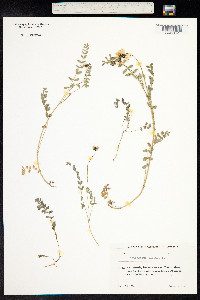 Astragalus alpinus image