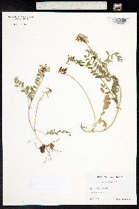 Astragalus alpinus image