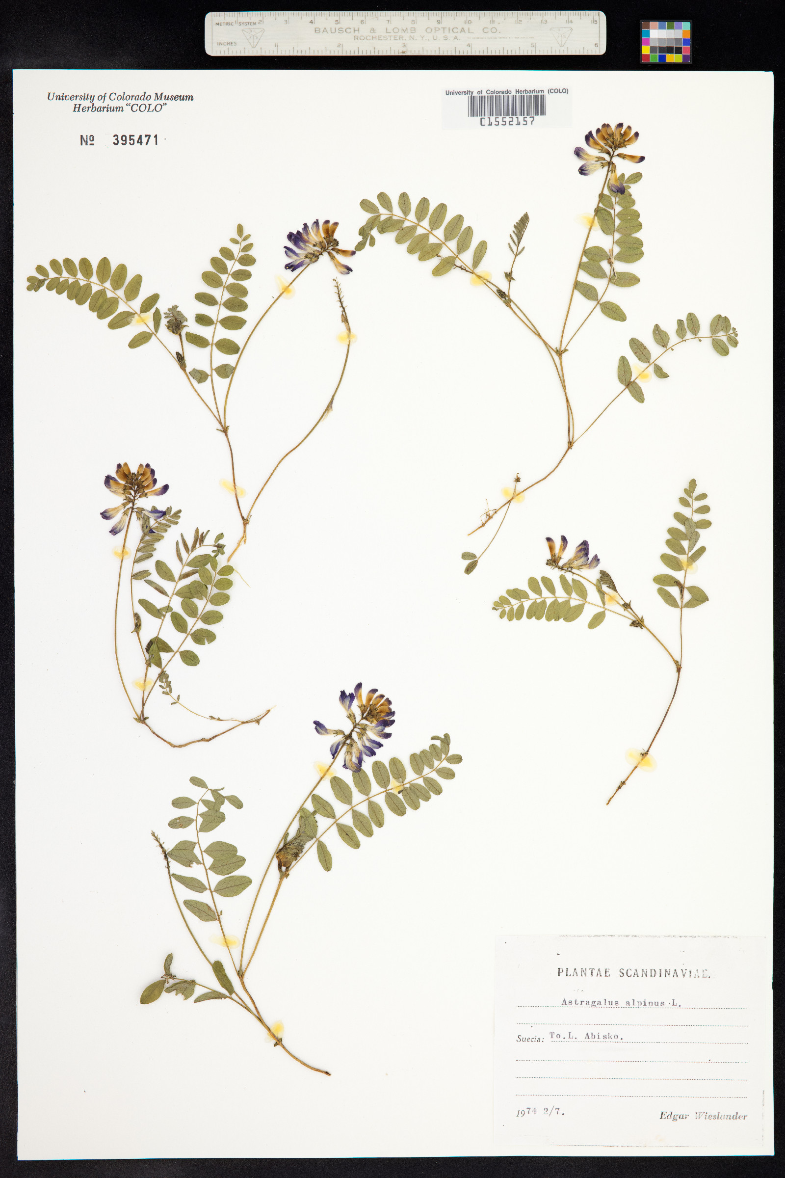 Astragalus alpinus image