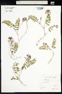 Astragalus alpinus image