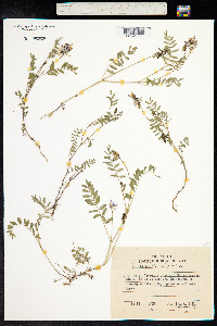 Astragalus alpinus image