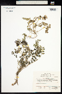 Astragalus alpinus image