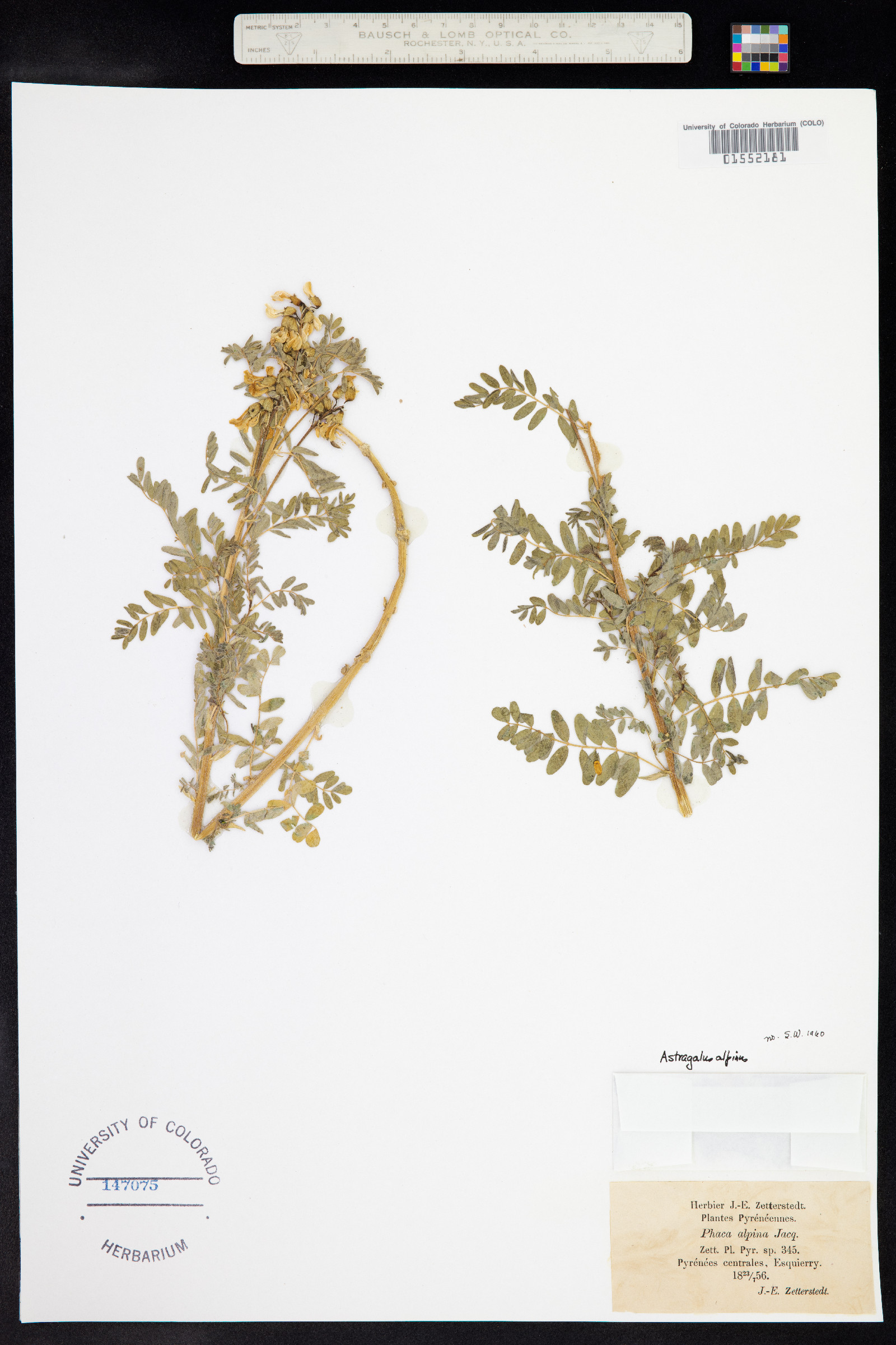 Astragalus alpinus image