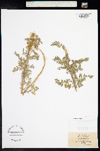 Astragalus alpinus image