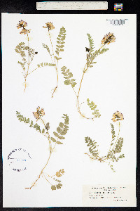 Astragalus alpinus image