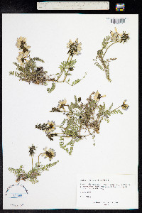 Astragalus alpinus image