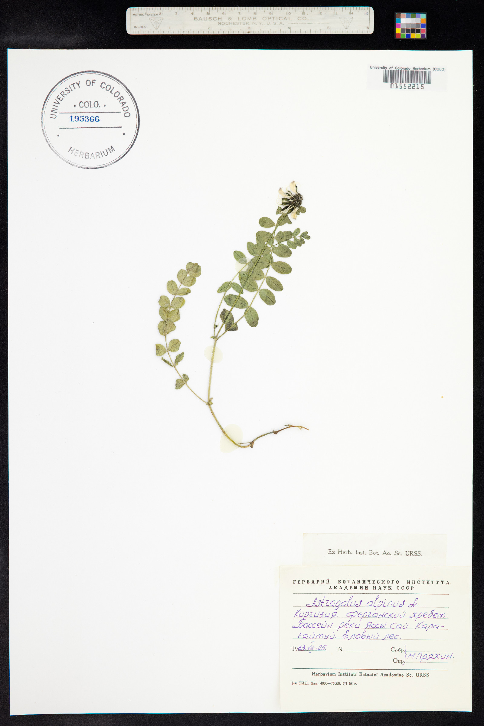 Astragalus alpinus image