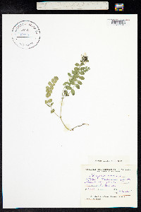 Astragalus alpinus image