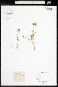 Astragalus alpinus image