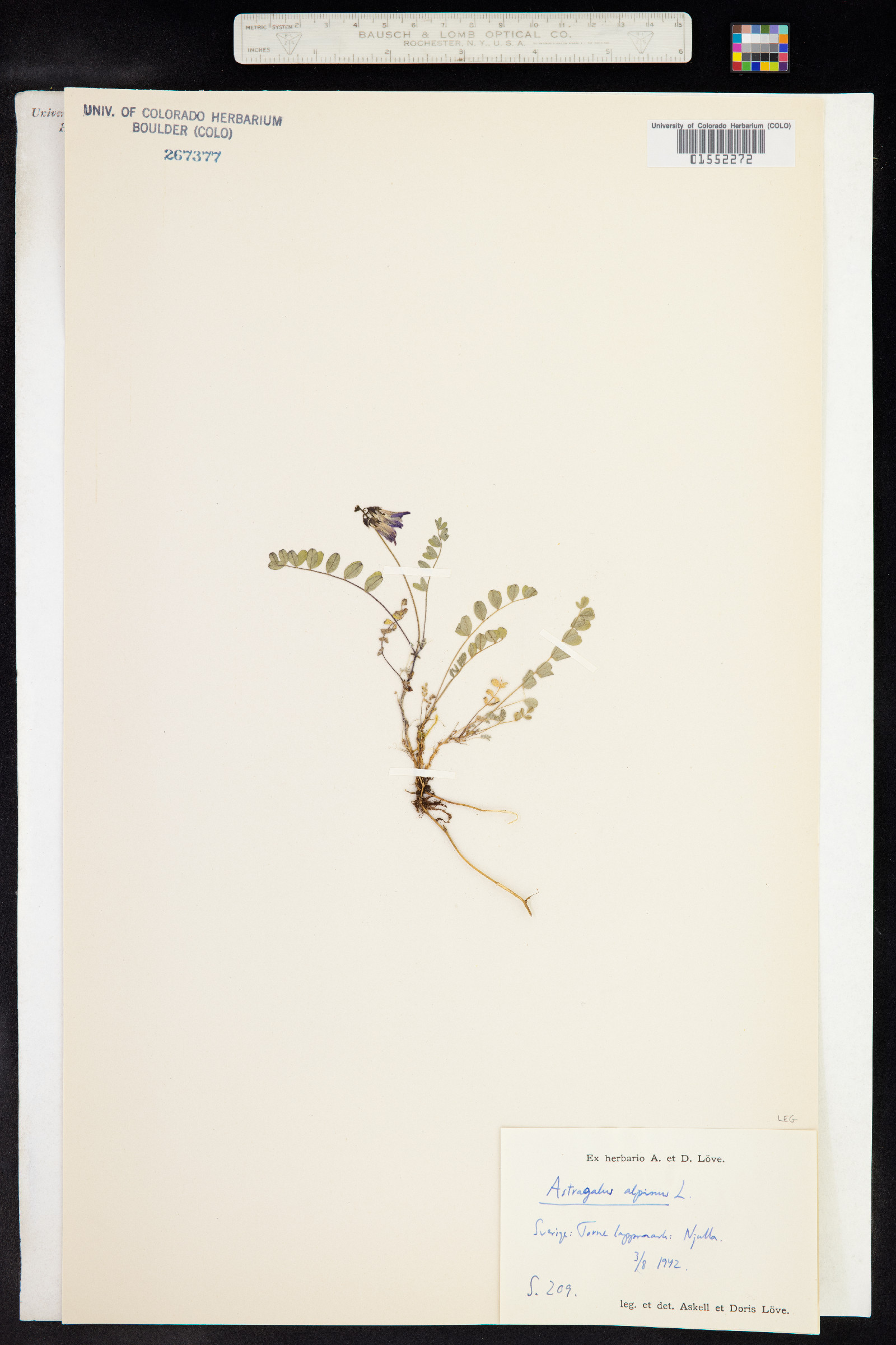 Astragalus alpinus image