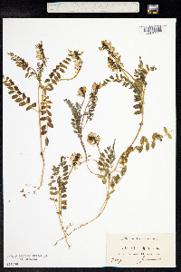 Astragalus alpinus image