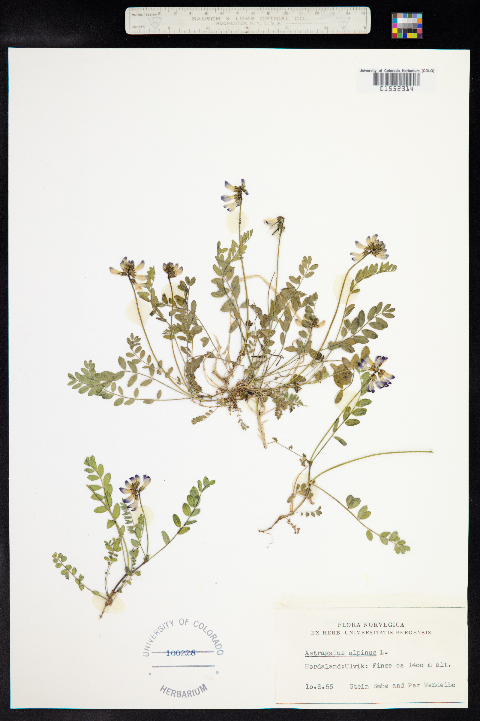 Astragalus alpinus image