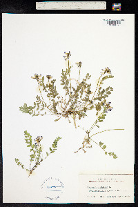 Astragalus alpinus image